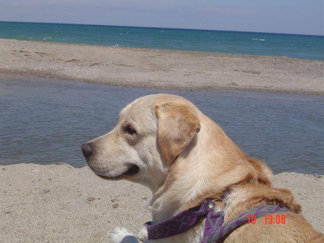 Timon, labrador - Labrador Retriever
