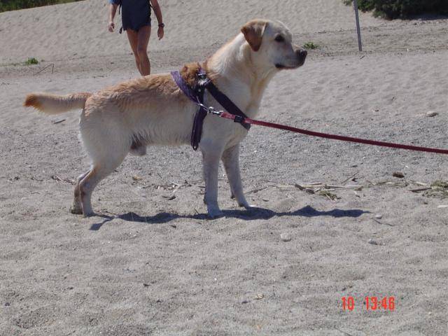 Timon, labrador - Labrador Retriever