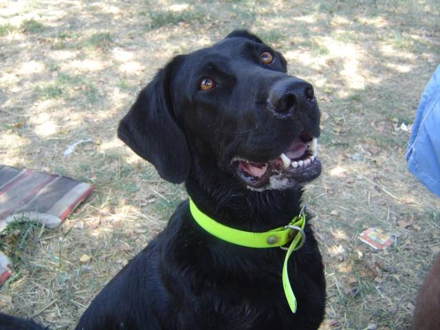 Milo, Labrador croisé doberman - Labrador Retriever