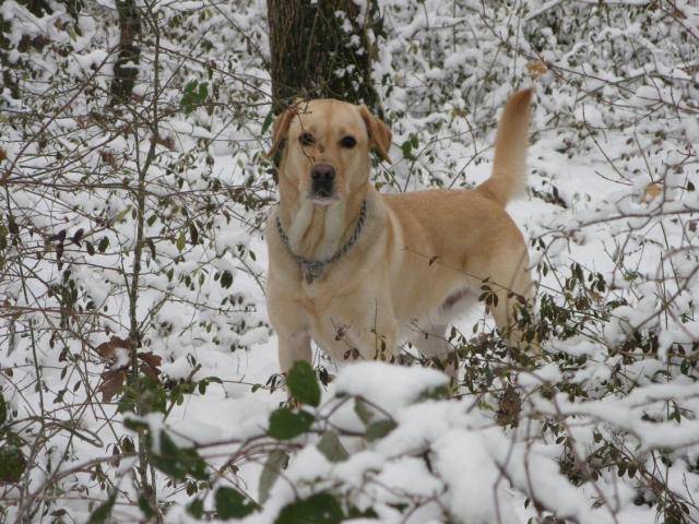 LABRADOR ARGON dit ALF - Labrador Retriever