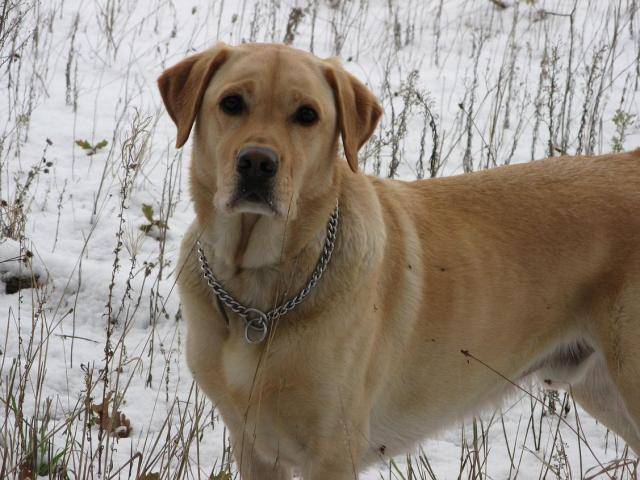 LABRADOR ARGON dit ALF - Labrador Retriever