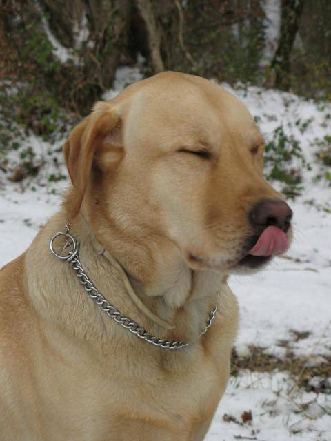 LABRADOR ARGON dit ALF - Labrador Retriever
