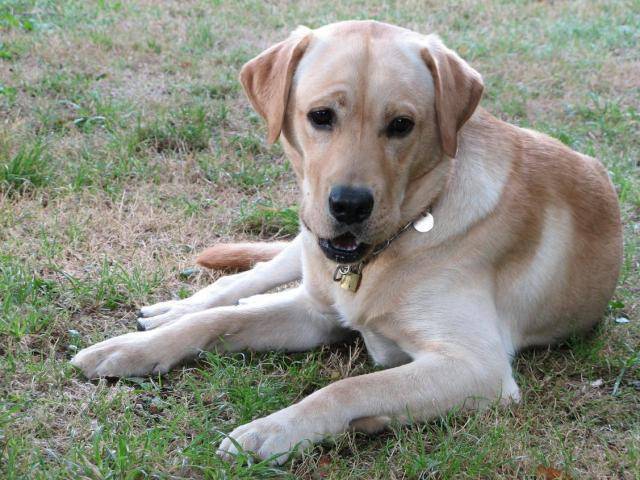 LABRADOR ARGON dit ALF - Labrador Retriever