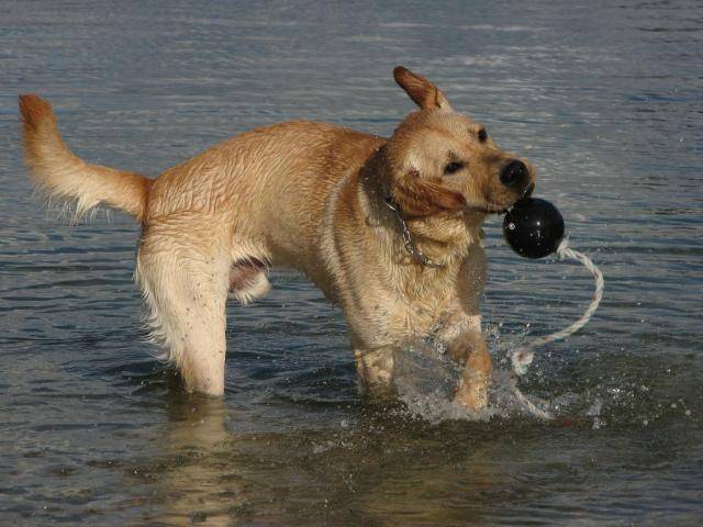 LABRADOR ARGON dit ALF - Labrador Retriever