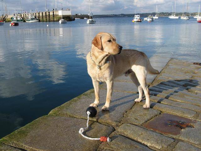 LABRADOR ARGON dit ALF - Labrador Retriever