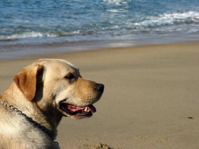 LABRADOR ARGON dit ALF - Labrador Retriever