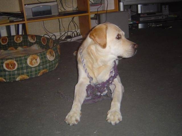 Timon, labrador - Labrador Retriever