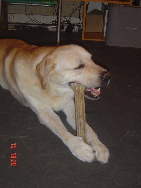 Timon, labrador - Labrador Retriever