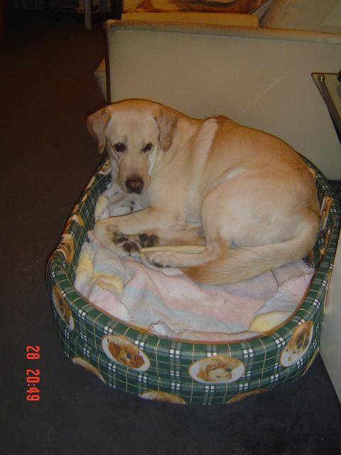 Timon, labrador - Labrador Retriever