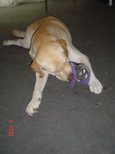 Timon, labrador - Labrador Retriever