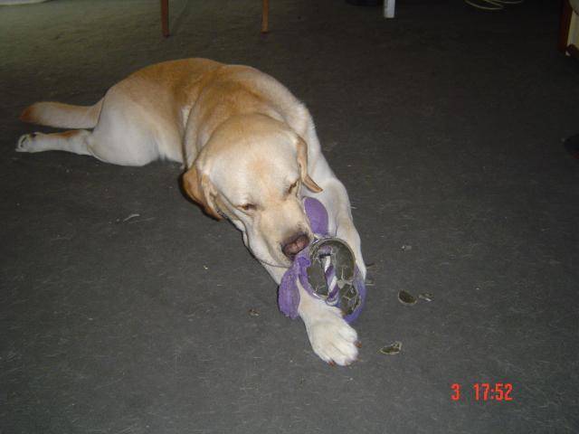 Timon, labrador - Labrador Retriever