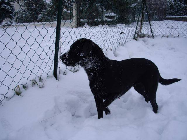 Labrador, Vanille - Labrador Retriever