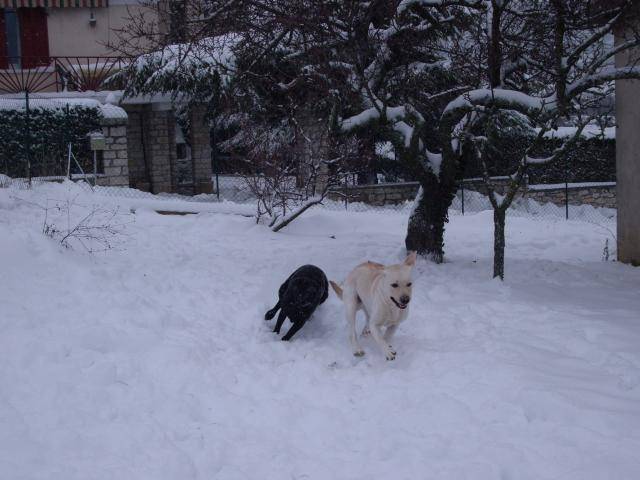Labrador, Chad et Vanille - Labrador Retriever