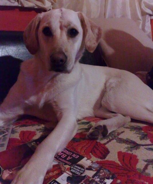 labrador dragonne - Labrador Retriever