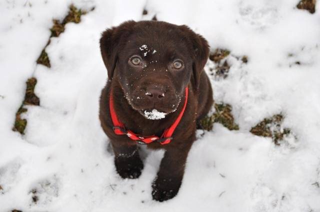Eden - Labrador - Labrador Retriever