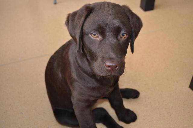 Eden - Labrador - Labrador Retriever