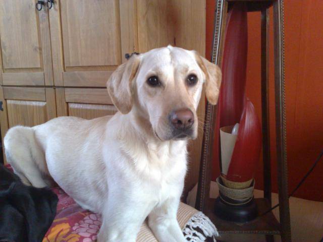 labrador dragonne - Labrador Retriever