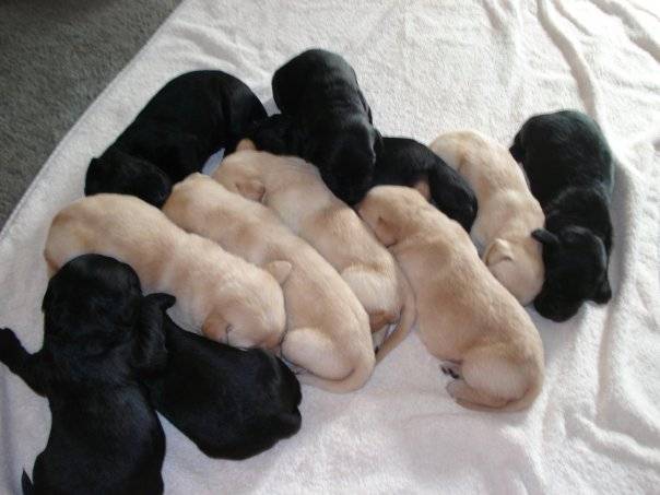 2 portés de labradors - Labrador Retriever