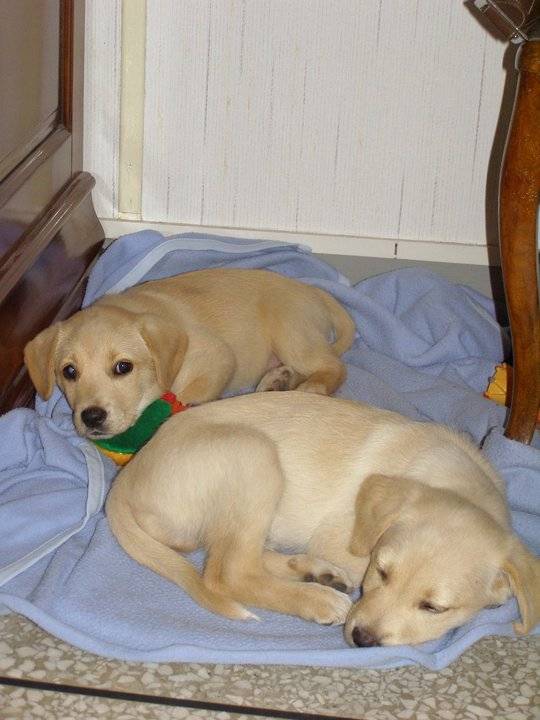 Luna - Labrador Retriever (1 an)
