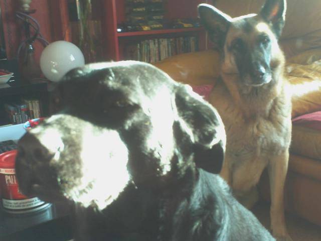 berger almand et labrador toomaii et uzi - Labrador Retriever