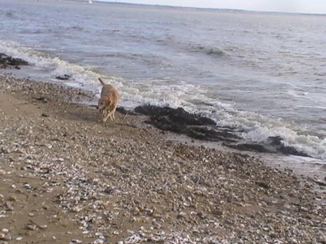 Labrador Uta - Labrador Retriever