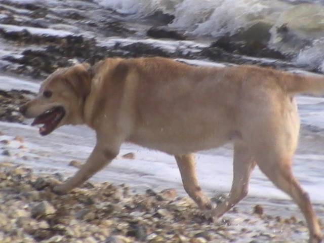 Labrador Uta - Labrador Retriever