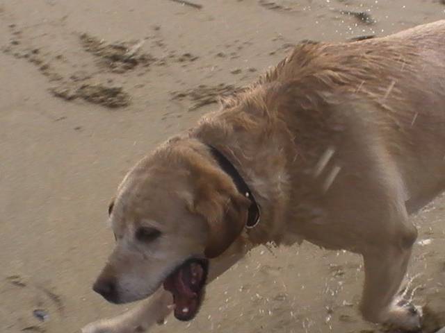 Labrador Uta - Labrador Retriever