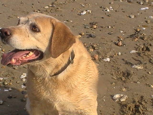 Labrador Uta - Labrador Retriever