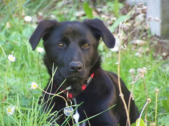 Labrador croisée - Dounya - Labrador Retriever