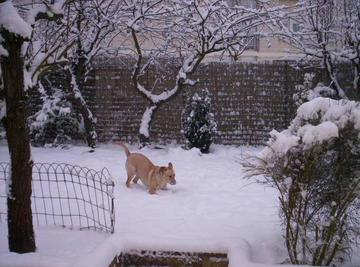 Yellow - Labrador Retriever (4 ans)