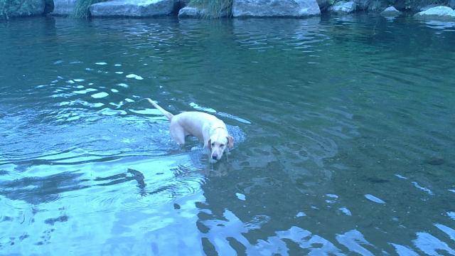 Venus - Labradore - Labrador Retriever