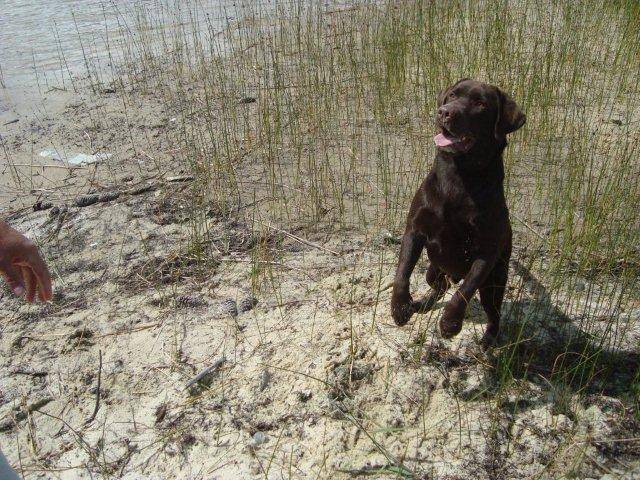 labrador: Estitxu - Labrador Retriever