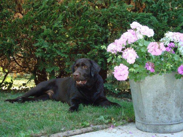 labrador: Estitxu - Labrador Retriever