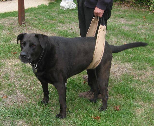 tina labrador - Labrador Retriever