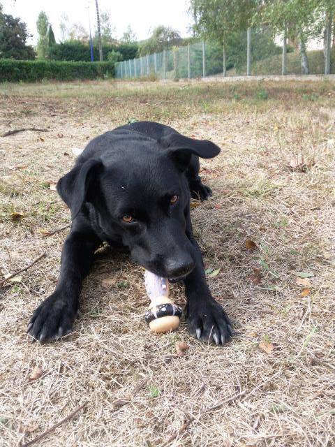 LABRADOR - Labrador Retriever