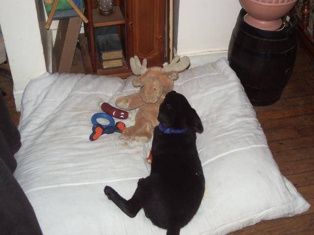 labrador lysa - Labrador Retriever