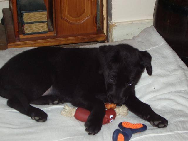 labrador croise berger lysa - Labrador Retriever