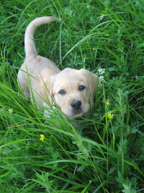 Labrador Fidji - Labrador Retriever