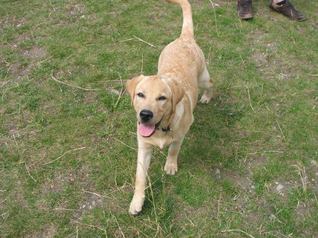 Labrador Fidji - Labrador Retriever