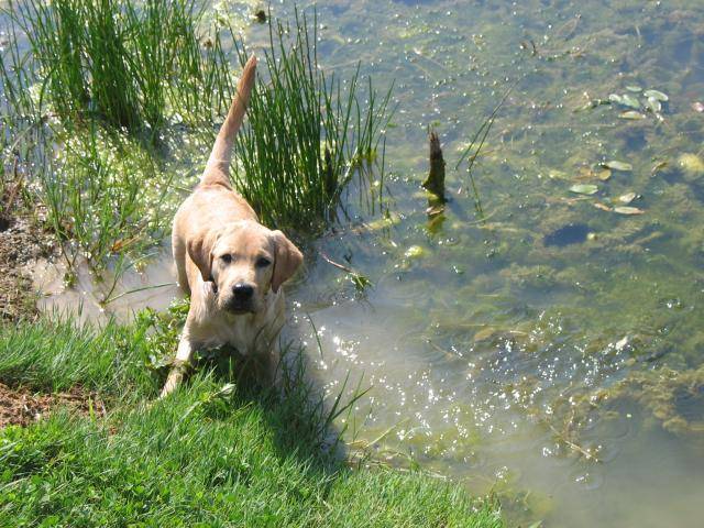 Labrador Fidji - Labrador Retriever