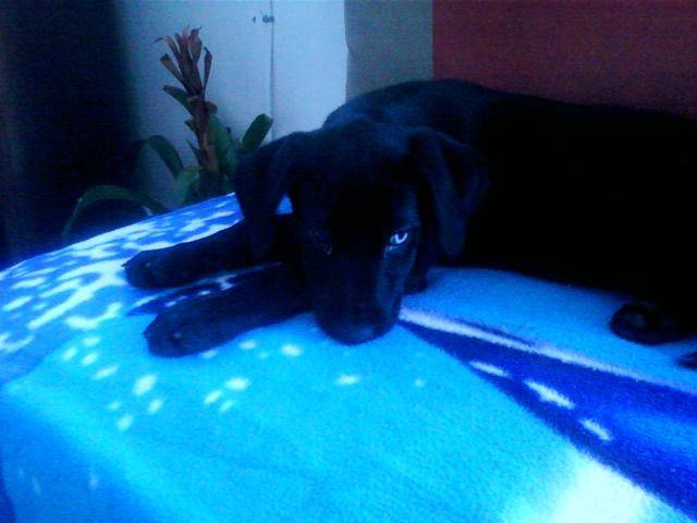 LABRADOR ABANDONNÉE - ADOPTÉE AUPRES DE L'UMPA MAROC MARDI - Labrador Retriever