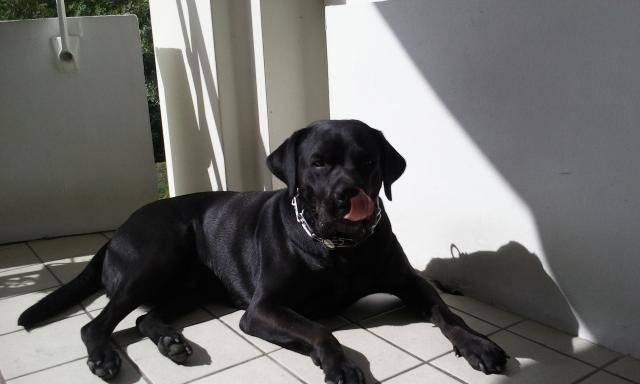 labrador bandit - Labrador Retriever