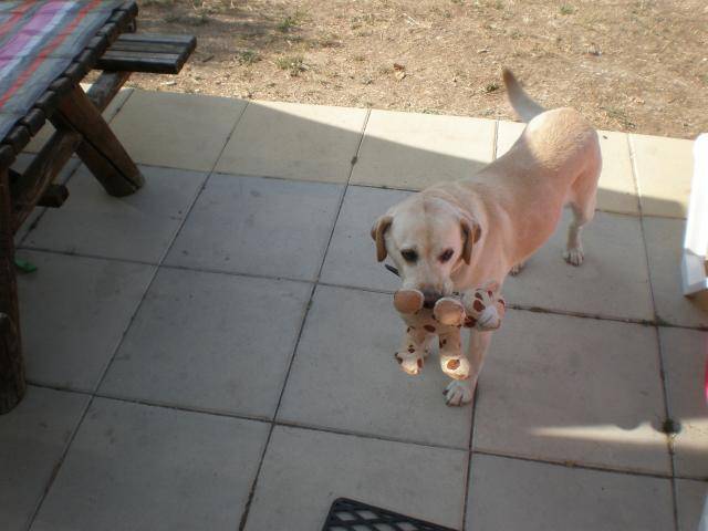 labrador urma - Labrador Retriever