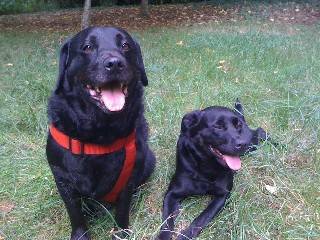 Labrador - Brooks et Athéna - Labrador Retriever