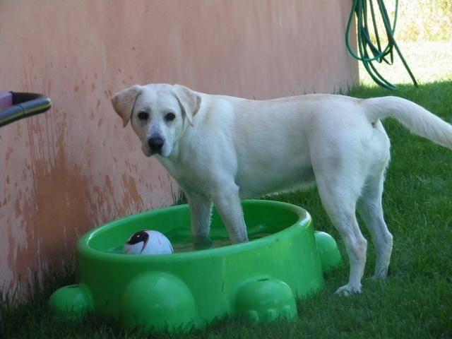 dina labrador 2 ans - Labrador Retriever (2 ans)