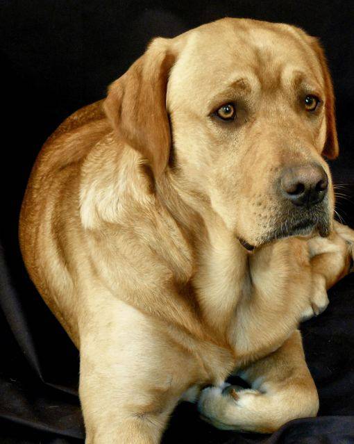 Labrador - Labrador Retriever