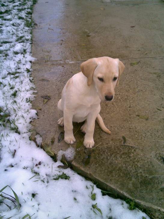 Fannie! - Labrador Retriever (5 mois)