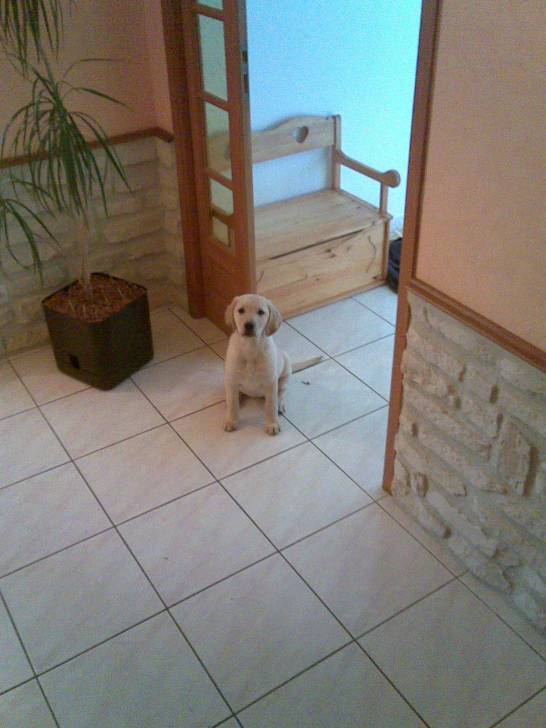 Fannette/Fannie! - Labrador Retriever (5 mois)
