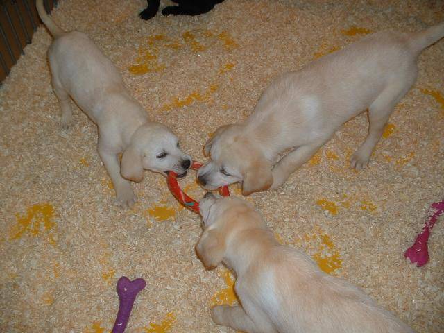 Labrador - Labrador Retriever