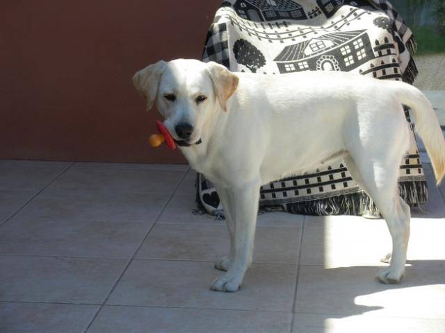 labrador Dina 2 ans - Labrador Retriever (2 ans)